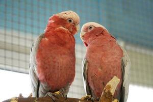 Two Pink and Grey Cockatoo Parrots photo
