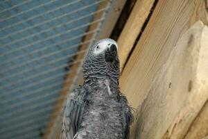 African Grey Parrot - View From Below photo