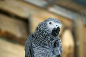 African Grey Parrot and Defocused Background photo