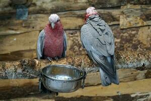 Two Pink and Grey Cockatoo Parrots photo