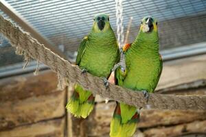 Two Green and Yellow Budgerigar Parrots Perching on a Rope photo