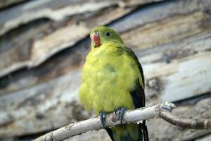 Green Amazon Parrot Perching on a Rope photo