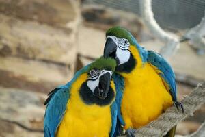 Two Blue and Yellow Macaws Perching on a Rope photo