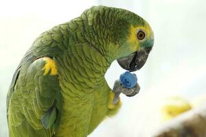 Single Green and Yellow Budgerigar Parrot and Defocused Background photo