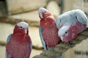 Three Pink and Grey Cockatoo Parrots Perching on a Rope photo