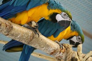 Two Blue and Yellow Macaws Perching on a Branch photo