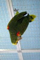 Green and Yellow Budgerigar Parrot Hanging Upside Down on Metal Grid photo