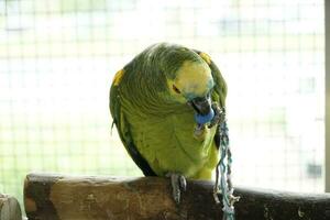 Single Green and Yellow Budgerigar Parrot and Defocused Background photo