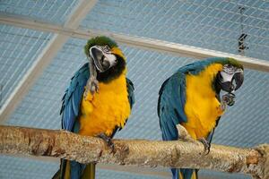 Two Blue and Yellow Macaws Perching on a Branch photo