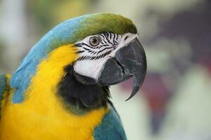 uno azul y amarillo guacamayo - de cerca en cabeza foto