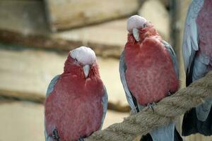 Two Pink and Grey Cockatoo Parrots Perching on a Rope photo