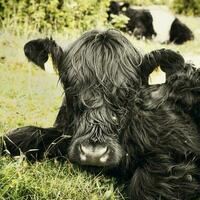 Portrait shot of funny cow with hair covering her eyes and face photo
