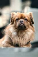 Portrait shot of beautiful little brown dog laying on the ground photo