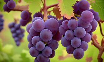 Close up of grapes hanging on branch. Hanging grapes. Grape farming. Grapes farm. Tasty green grape bunches hanging on branch. Grapes. With Selective Focus on the subject. photo