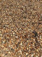 Shells on a beach in Derbent photo