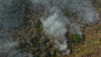 aéreo zumbido ver de un fuego fatuo ardiente mediante un bosque área, llena el cielo con oscuro fumar en el bosque cerca el borde de el carretera. ardiente bosque. aire contaminación concepto video