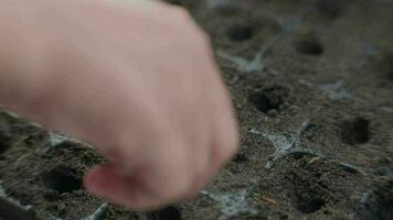 femmina mano piantare semi nel piantina vassoio con suolo. giardinaggio e in crescita verdure a casa. agricoltura in crescita preparazione processi. video