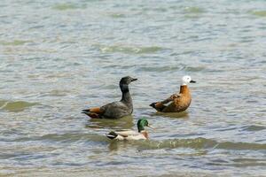 couples of paradise shelduck and male mollard duck floating on shallow water of lake wanaka southland new zealand photo