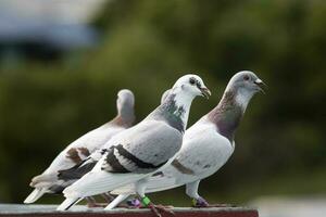 group of speed racing pigeon standing on loft trap after morning flying for exercise photo