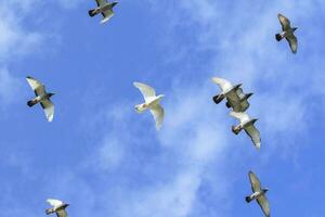 upper view flock  of homing pigeon flying against beautiful blue sky with white cloud photo