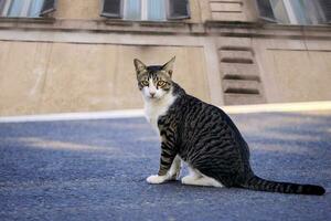 domestic cat sitting on asphalt street against building exterior photo