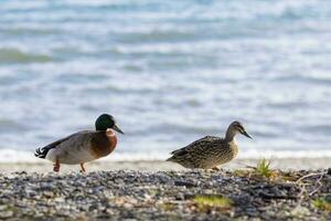 full body of male and female  wild mollard duck in soutland new zealand photo