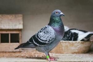 portrait full body of homing pigeon standing in home loft photo