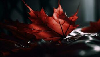Vibrant maple leaf, autumn beauty in nature generated by AI photo