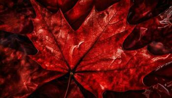 Vibrant autumn maple leaf, textured vein backdrop generated by AI photo