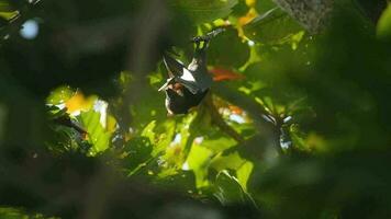 Three Lyle's flying fox Pteropus lylei hangs on a tree branch, slow motion video