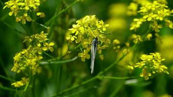 aporia crataegi, schwarz geäderter weißer Schmetterling in freier Wildbahn, auf Ascheblumen. video