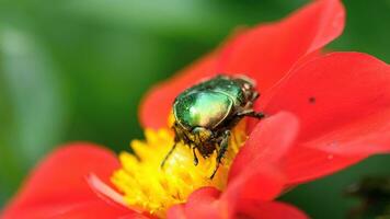 Cetonia aurata également connu sous le nom de hanneton rose sur la fleur de dahlia rouge, macro video