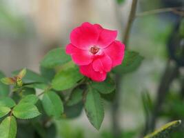 arreglo floral rosa rosa hermoso ramo que florece en el jardín en el fondo borroso de la naturaleza símbolo amor día de san valentín hermoso foto