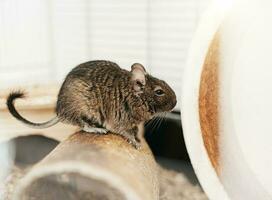 Little cute gray aquirrel Degu photo