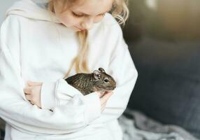 Young girl playing with small animal degu squirrel. photo