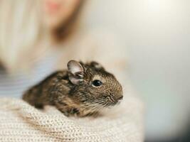 Young girl playing with small animal degu squirrel. photo