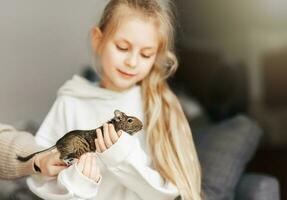 joven niña jugando con pequeño animal degú ardilla. foto