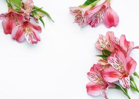 hermosa Alstroemeria flores en blanco antecedentes foto