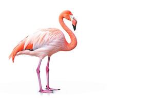 . Pink flamingo bird on white photo