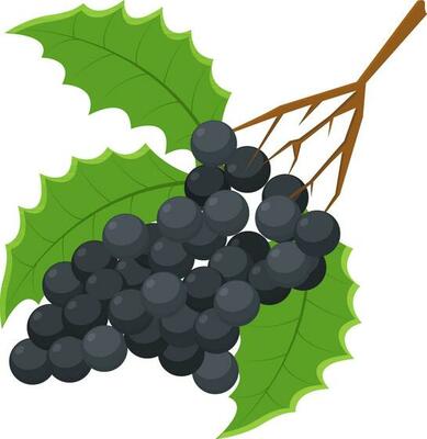 Illustration of grapes with leaves.