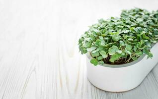 Microgreen radish sprouts growing at home. photo