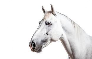 ai generativo. blanco caballo en blanco foto