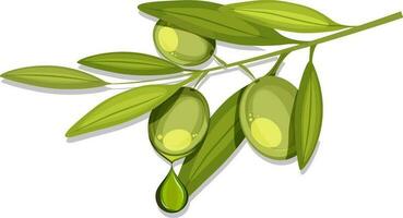 Illustration of olive branch. vector