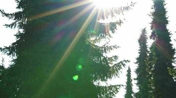 Evergreen fir trees in sunset sunlight with rays of sunlight and sun beams lens flares as evergreen trees in coniferous forest with low angle view into sunrise woodland moving horizontal sunlight sky video