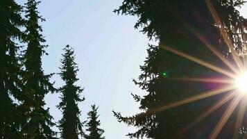 sempreverde abete alberi nel tramonto luce del sole con raggi di luce del sole e sole travi lente razzi come sempreverde alberi nel conifero foresta con Basso angolo Visualizza in Alba bosco in movimento orizzontale luce del sole cielo video