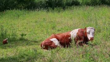 vaca e frango pastar em a orgânico terras agrícolas dentro rural cenário para orgânico carne Produção Como branco carne e carne ou leite Produção com apropriado para a espécie gado criação com corrida livre frango video