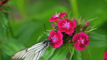 aporie crataegi, zwart geaderd wit vlinder in wild. wit vlinders Aan anjer bloem video