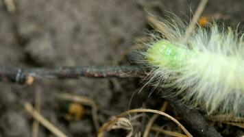 groot groen harig rups- acronicta leporina larve, kruipen, dichtbij omhoog video