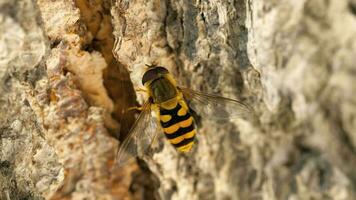 Eristalis Tenax yellow black drone fly on the birch video