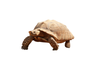 Turtle animal isolated png